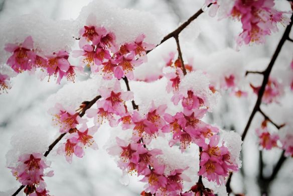 Cherry-blossoms-snow2